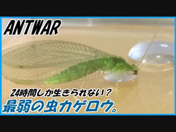 クサカゲロウVSオスアリ～譲れない戦い～