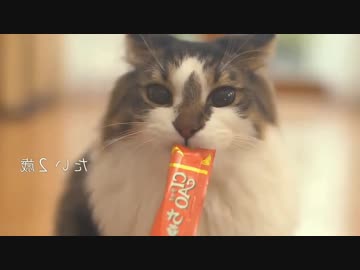 ちゃおちゅーる