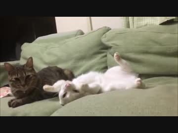 珍妙！宇宙猫兄弟