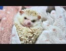 ハリ活.vol 38. ~こころ、お風呂で大暴れ！~