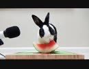 Rabbit eating watermelon ASMR