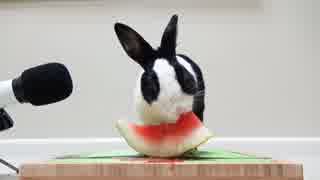 Rabbit eating watermelon ASMR