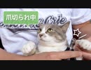 【モアクリ】 モフモフ・ネイルサロン