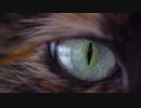 Cat_Eye. 宗村港