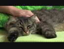 cat　宗村港