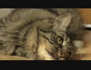 cat　宗村港