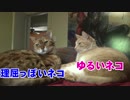 猫が猫の素晴らしさを語る不思議な動画