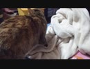 拾いねこ＠生後2561/2528日目　動画撮影開始＝ふみふみする時間と認識してる気が！