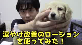 涙やけローションを愛犬のカニンヘンダックスフンドに使ってみた　PART2