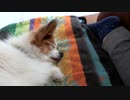 飼い主の横でまったりするワンコ（パピヨン）1
