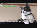 猫のしっぽの角度って･･･【猫・ハチワレ猫・保護猫】