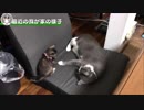 教育的指導入ります【仔猫・先住猫・保護猫】