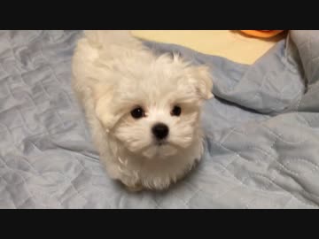 秋田犬とマルチーズの超面白漫才集