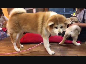 大型犬が食べに来る伝説のお座敷焼肉店