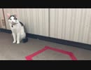 猫ホイホイを見せられたがご主人の期待に応えたいもののどうすればいいかわからない猫