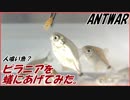 蟻にピラニア(魚)をあたえてみました。