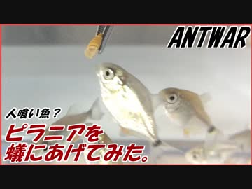 蟻にピラニア(魚)をあたえてみました。