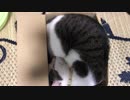 段ボールにすっぽりおさまった猫２