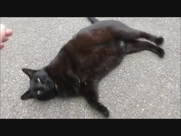 野良猫「撫でろ」⇒私「はい、わかりましたーーー・・・！」