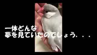 【単発】Bird Game＋【シルバー文鳥メルの夢の中へ...】