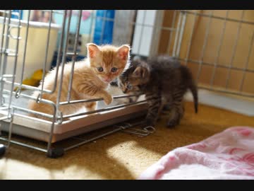 わちゃわちゃ子猫、里親さまの元へ巣立ちの時