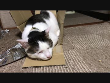 箱が壊れても入る猫