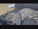 ＃106　座椅子再占拠するタタルさん