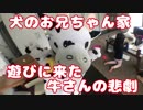 牛さんゲッソリ　日常系