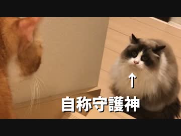3年ぶりに再会した猫④