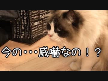 3年ぶりに再会した猫⑤