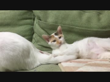 破壊姫子猫、徐々に珍妙に染まる