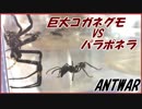 巨大コガネグモｖｓパラポネラ～戦場に張り巡らされた見えない糸～