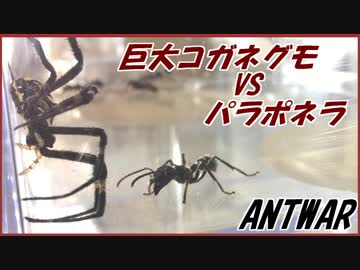 巨大コガネグモｖｓパラポネラ～戦場に張り巡らされた見えない糸～
