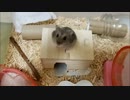 【ハムスター】さらちゃんのさらさら活動日記その2「外に出たい」(声なし)