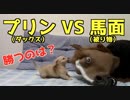 【じゃれあい】プリン VS 馬の顔