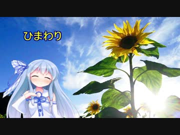 【歌うボイスロイド】ひまわり【琴葉葵】