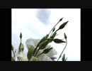 日暮れの残響 - Instrumental