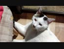 宇宙人猫