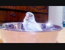 ボタンインコの尾羽プルプル～(スロー撮影)