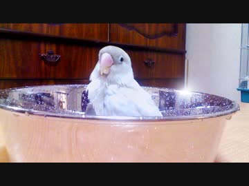 ボタンインコの尾羽プルプル～(スロー撮影)