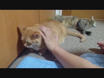 拾いねこ＠生後2564/2531日目　今日もなんとか普通にやっとります。