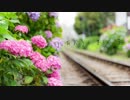 【オリジナル】【重音テト】紫陽花の喪に服す