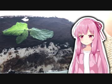 ティラミス生える【VOICEROIDキッチン】