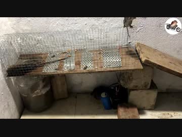 ホモと見るネズミ絶対殺すマン兄貴【淫夢実況】