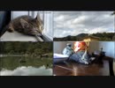 kittens_sleeping   寝ている子猫