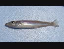【ゆっくり実況？】ゆっくりまったり魚釣り【Vol.19】