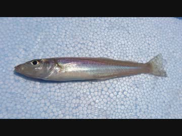 【ゆっくり実況？】ゆっくりまったり魚釣り【Vol.19】