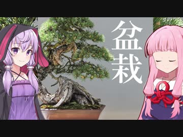 琴葉茜の闇ゲー#74「闇の盆栽」