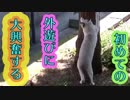初めて外遊びする仔猫