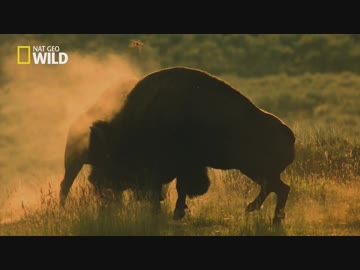 メキシコのフレンズ「命の宴」